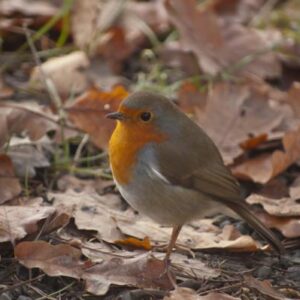 Hello, Mr Robin