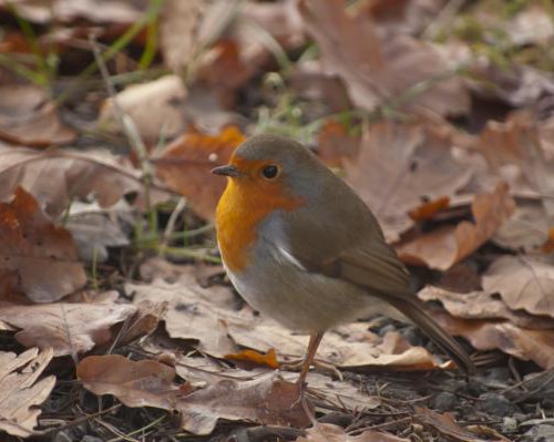 Hello, Mr Robin