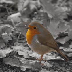 Hello, Mr Robin (Isolated)